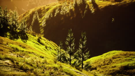 Grüne-Bäume-In-Der-Schlucht-Bei-Sonnenuntergang-Mit-Nebel