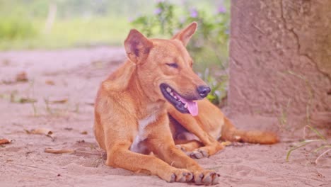 Roter-Hund-Bewacht-Sein-Zuhause-Im-Freien