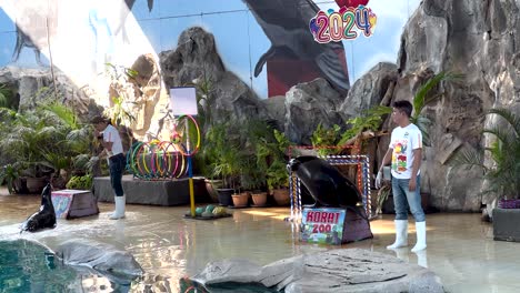 seal show at korat zoo 2024