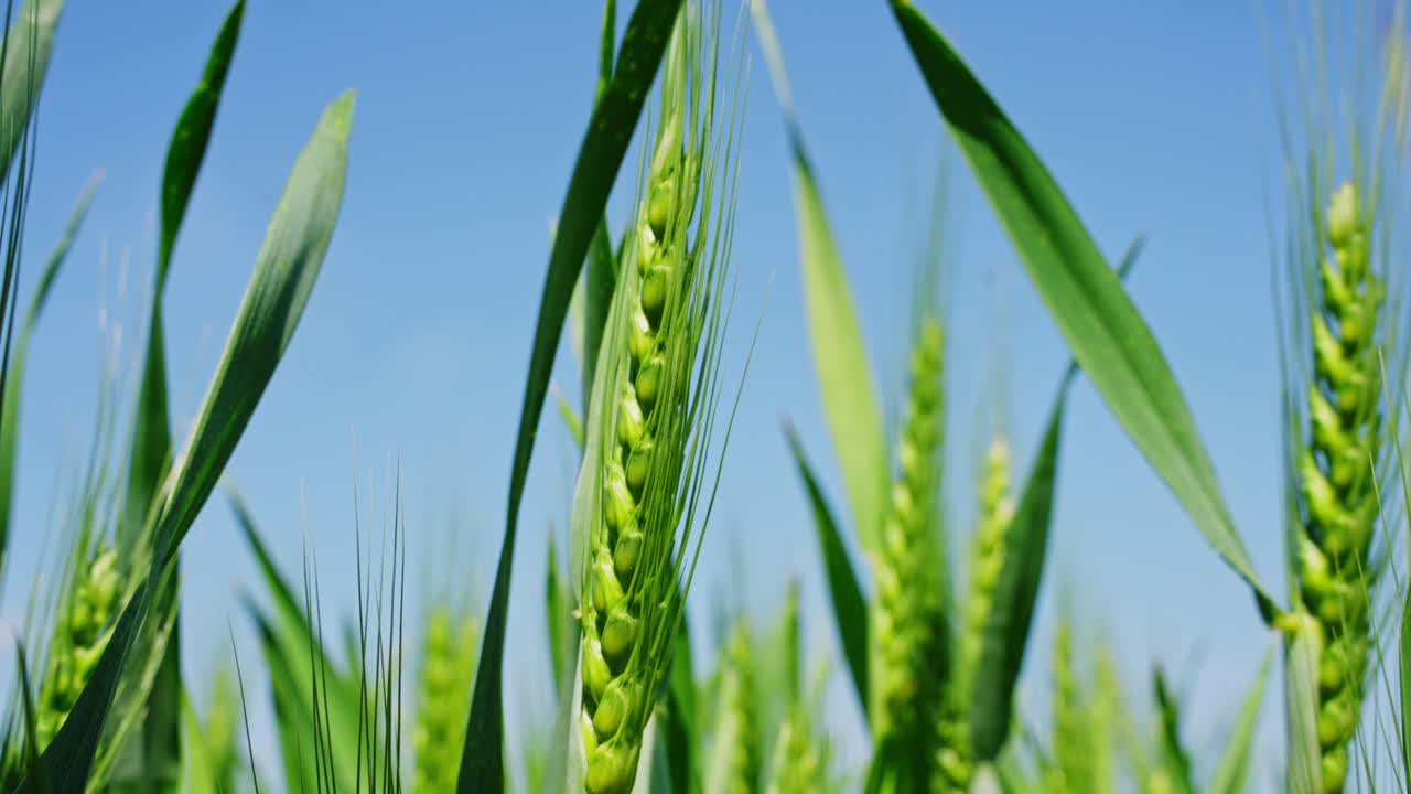 Tall green rye plants gently moving under breeze, filmed with close macro angle