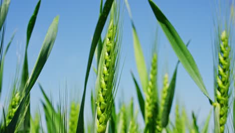 tall green rye plants gently moving under breeze, filmed with close macro angle