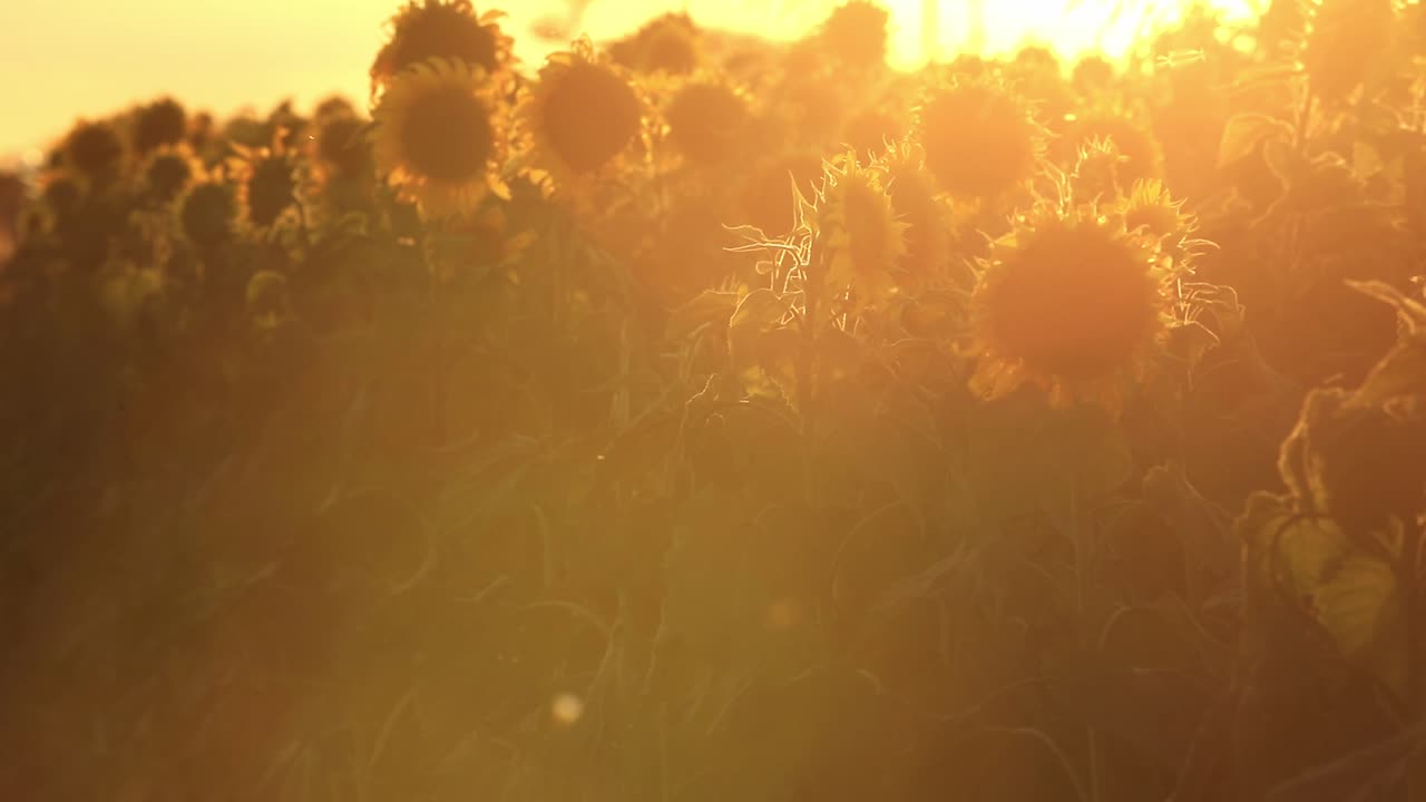 ⁇ 빛의 안개 속에  ⁇ 꽃과 날아다니는 곤충의 꿈같은 이미지