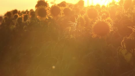 Una-Imagen-De-Ensueño-De-Girasoles-E-Insectos-Voladores-En-Una-Neblina-De-Luz-Solar