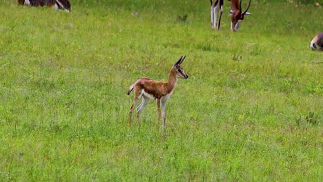 baby springbuck antelope listening and looking for predators 4k 30fps
