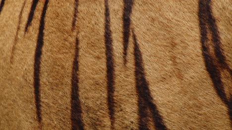 bengal tiger skin patterns, close up