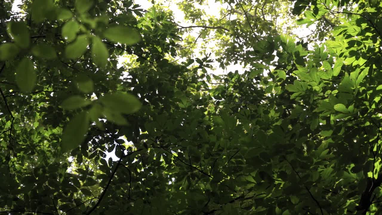 A dynamic view looking up from the forest floor into the dense, lush canopy of the rainforest in the Sirena Sector of Corcovado, Costa Rica