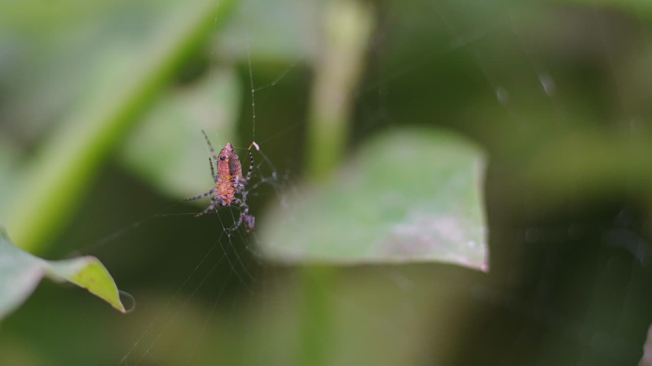 A red weaver spider sits at the center of her web