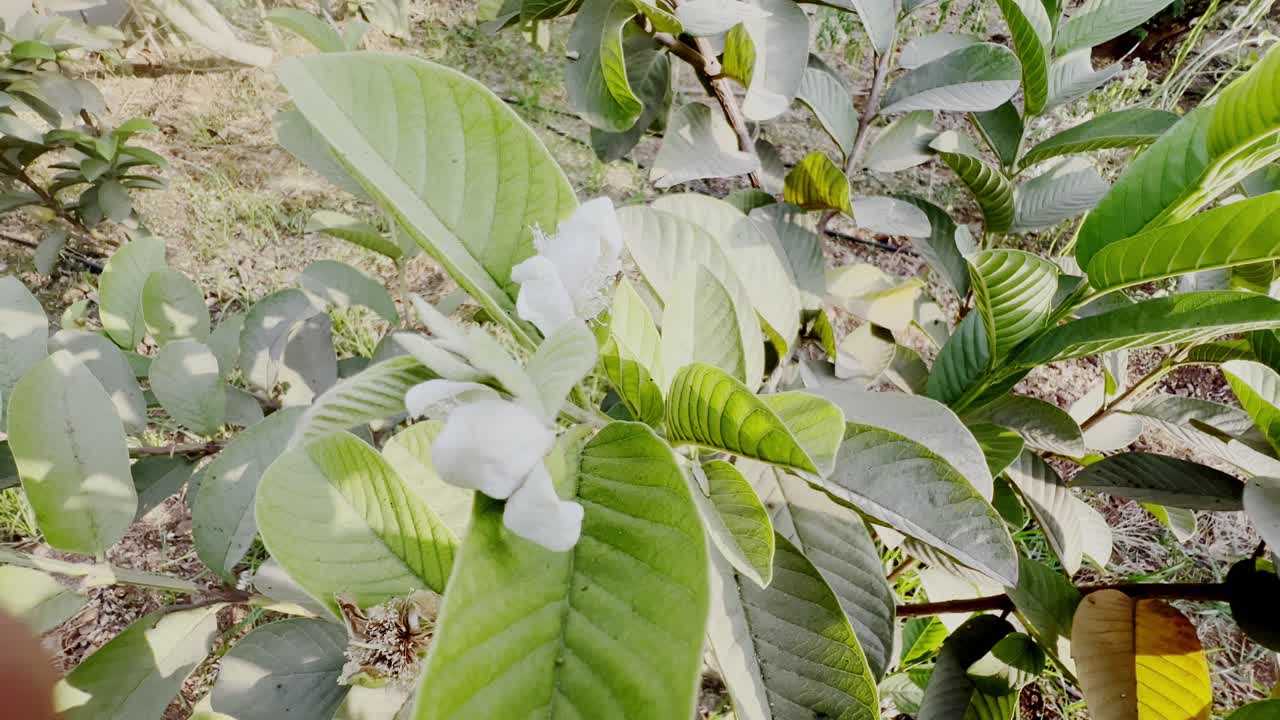 A close-up shot of young guava leaves with a vibrant green color and reddish-brown tips. The intricate leaf veins are clearly visible, reflecting natural growth and botanical beauty.