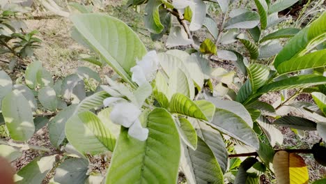 a close-up shot of young guava leaves with a vibrant green color and reddish-brown tips. the intricate leaf veins are clearly visible, reflecting natural growth and botanical beauty.