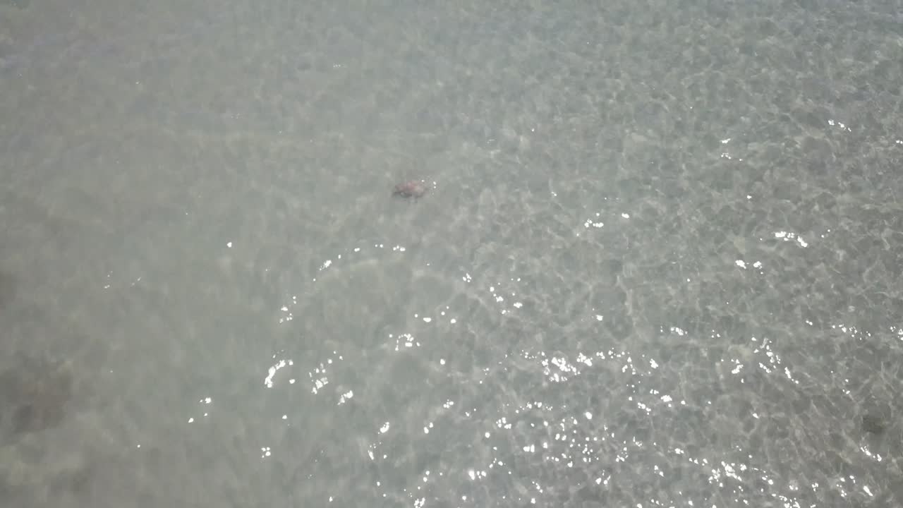 산호초를 향해 헤엄치는 거북이를 보여주는 드론 공중