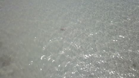 drone aerial showing a turtle swimming towards a coral reef