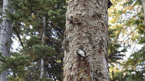 close up slow motion shot of a cute bushy squirrel standing on the side of a large pine tree interested in something below and waving it's tail from a beautiful campground in utah on a summer morning