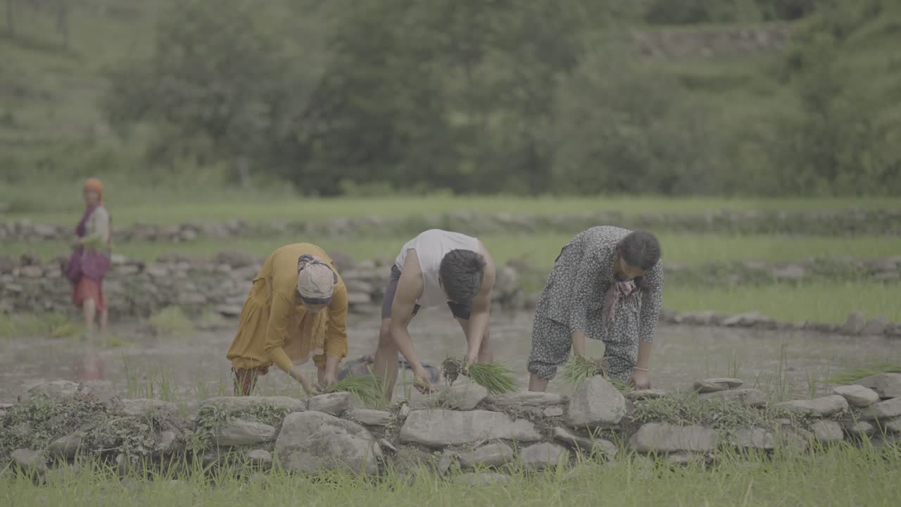 Farmers in colorful attire planting rice in wet paddy fields, synchronized motion and traditional farming methods, 4k video