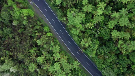 Aerial-top-down-of-ferns-and-road-slowly-ascending-higher-in-Rotorua-New-Zealand