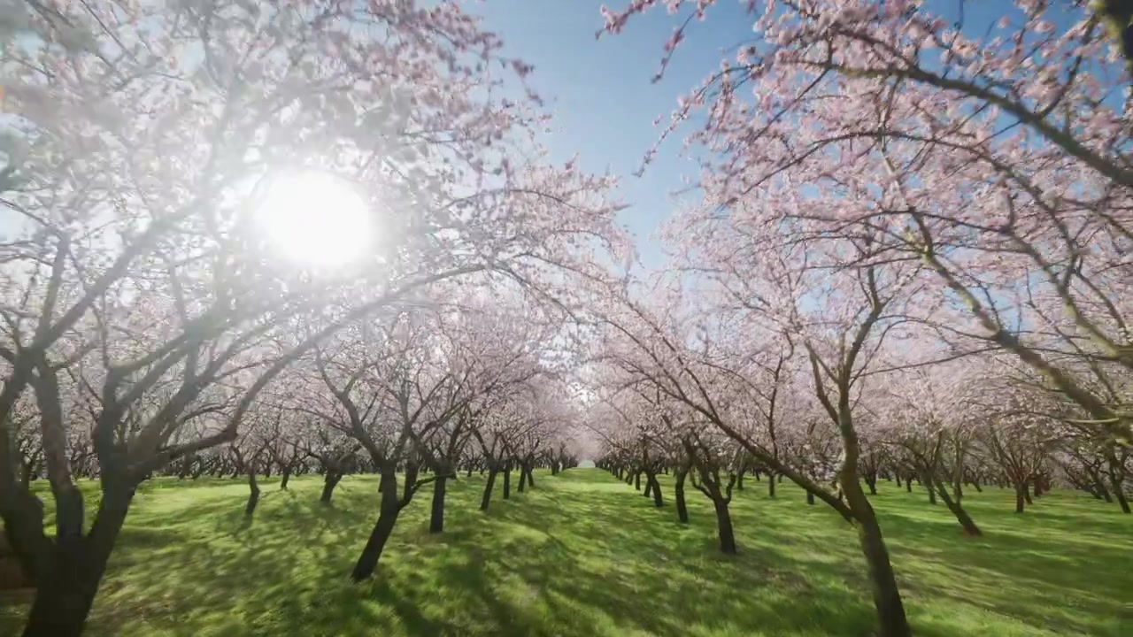 Mandorli in fiore con petali rosa che ricoprono un prato verde sotto un cielo primaverile. Grandangolo
