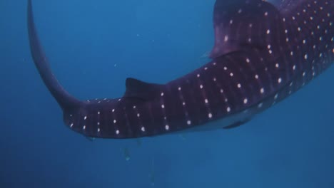 pov of caucasian man diving with a whale shark in oslob cebu in the philippines