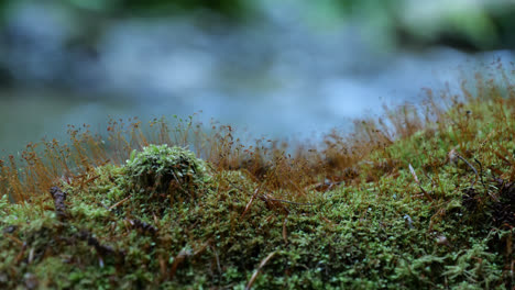 Close-up-shot-of-humid-green-moss-sprouting-next-to-a-flowing-river