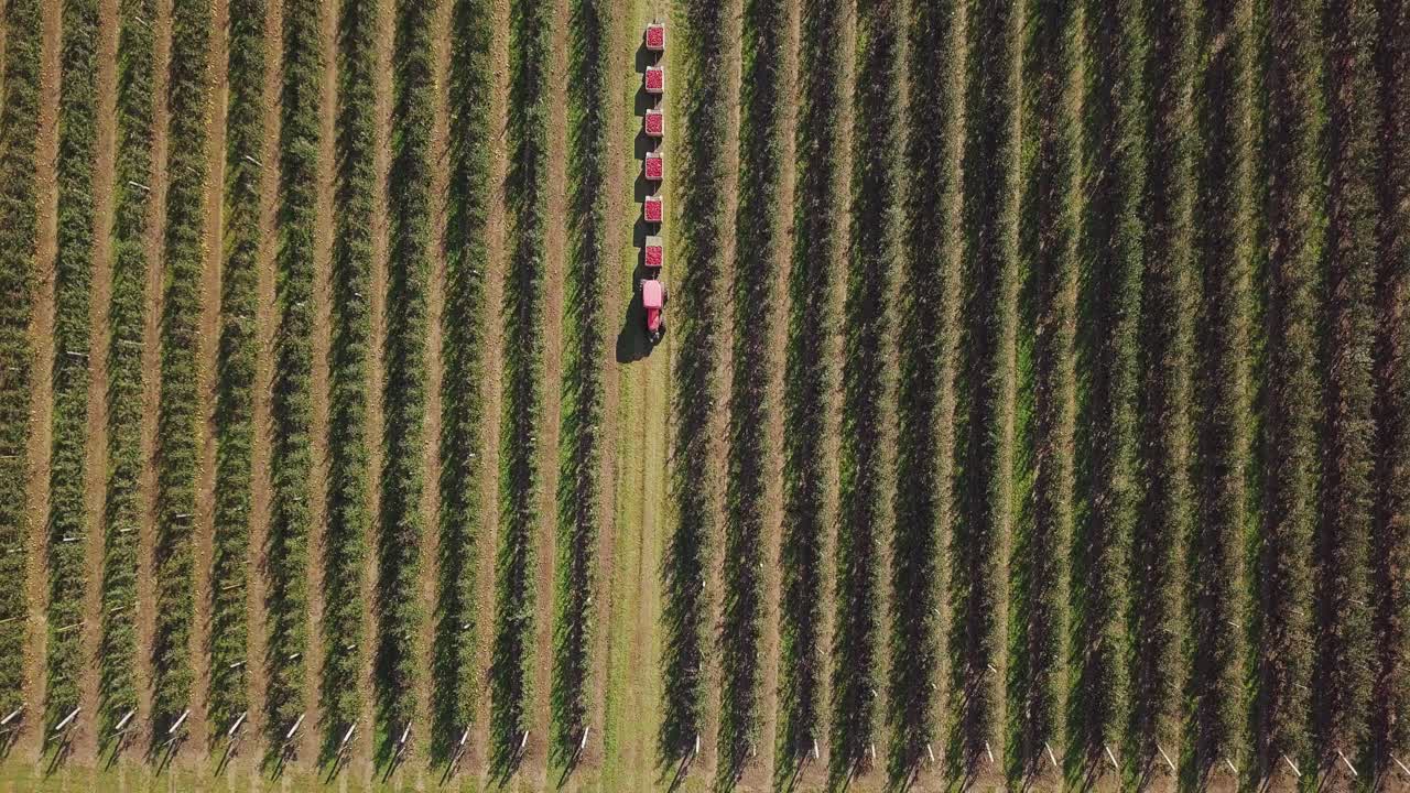 Aerial view of apple orchard. Fresh picked apple harvest in wooden bins on the farm. Beautiful view of fruit production farm 4k