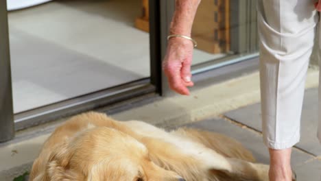 Ältere-Frau-Streichelt-Zu-Hause-Einen-Hund-4k