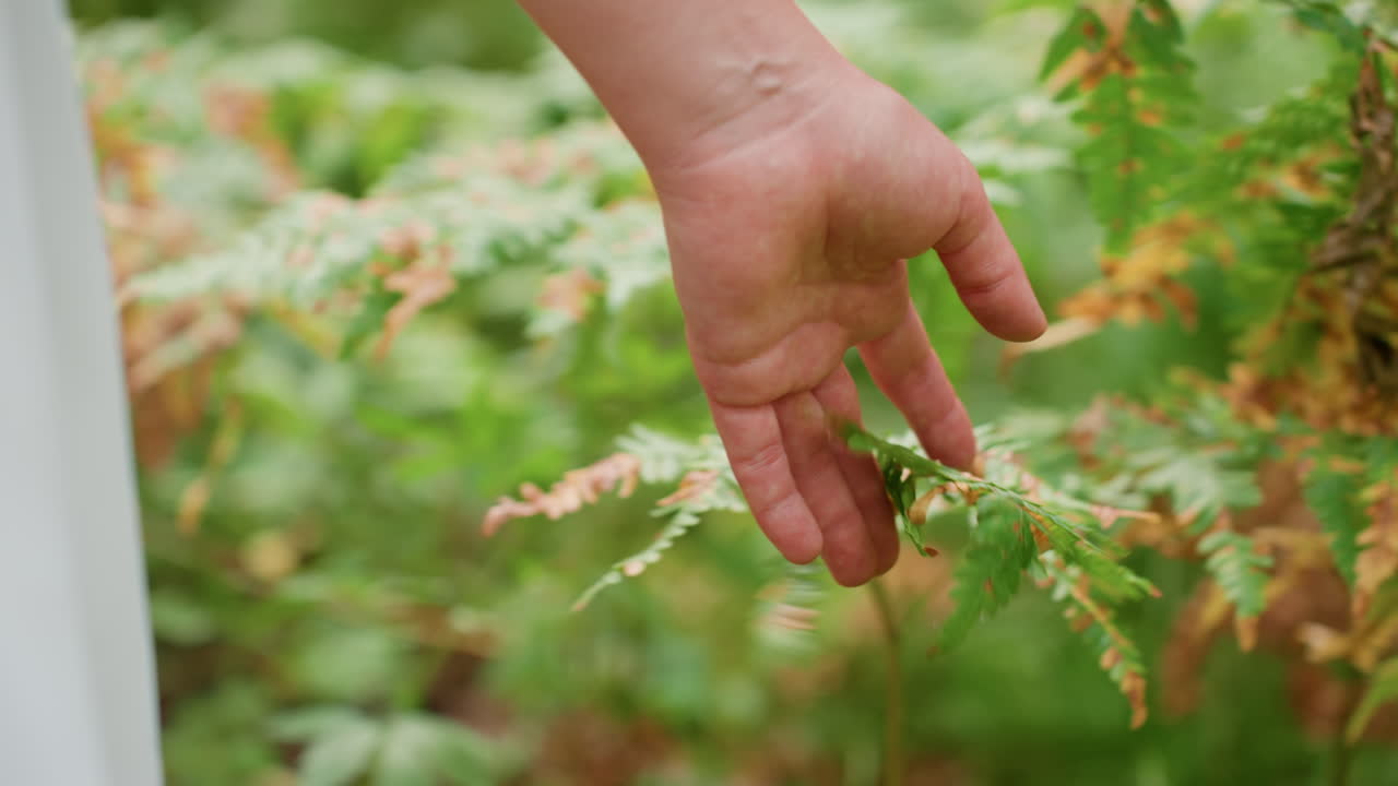 Close up view of hand in white gown softly touching green leaf in sunlight holding staff while walking through forest showing emotion of purity calm connection with nature