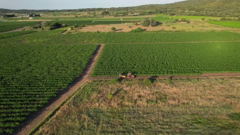 Die-Drohnenansicht-Hebt-Die-Malerische-Landschaft-Französischer-Weinberge-In-Der-Nähe-Von-Montpellier,-Sète-Und-Côte-D&#39;Azur-Hervor,-Von-Giftigen-Pestiziden-Für-Die-Umwelt-Und-Die-Menschliche-Gesundheit