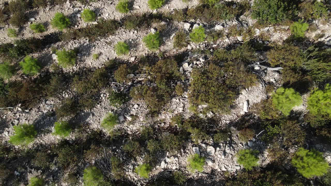 reforestación con bosque de pino