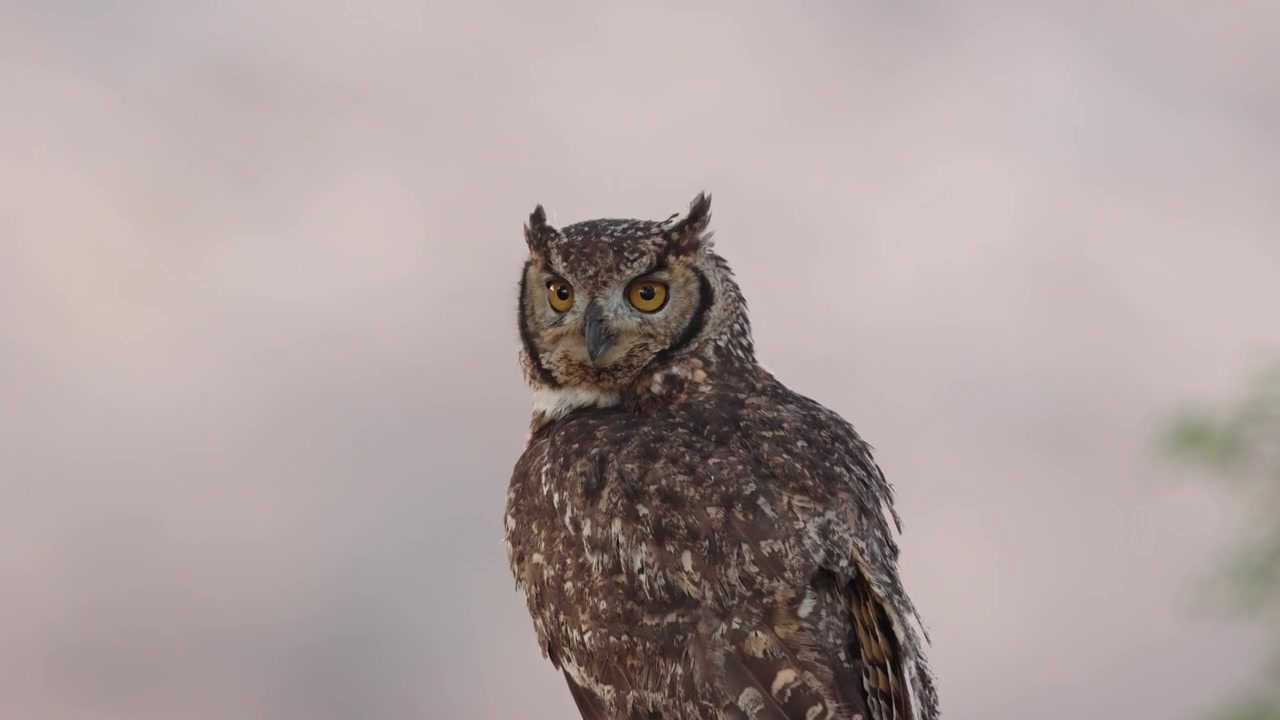 Halbnahe Aufnahme eines Fleckenuhus, der den Kopf über die Schulter dreht, Kgalagadi Transfrontier Park