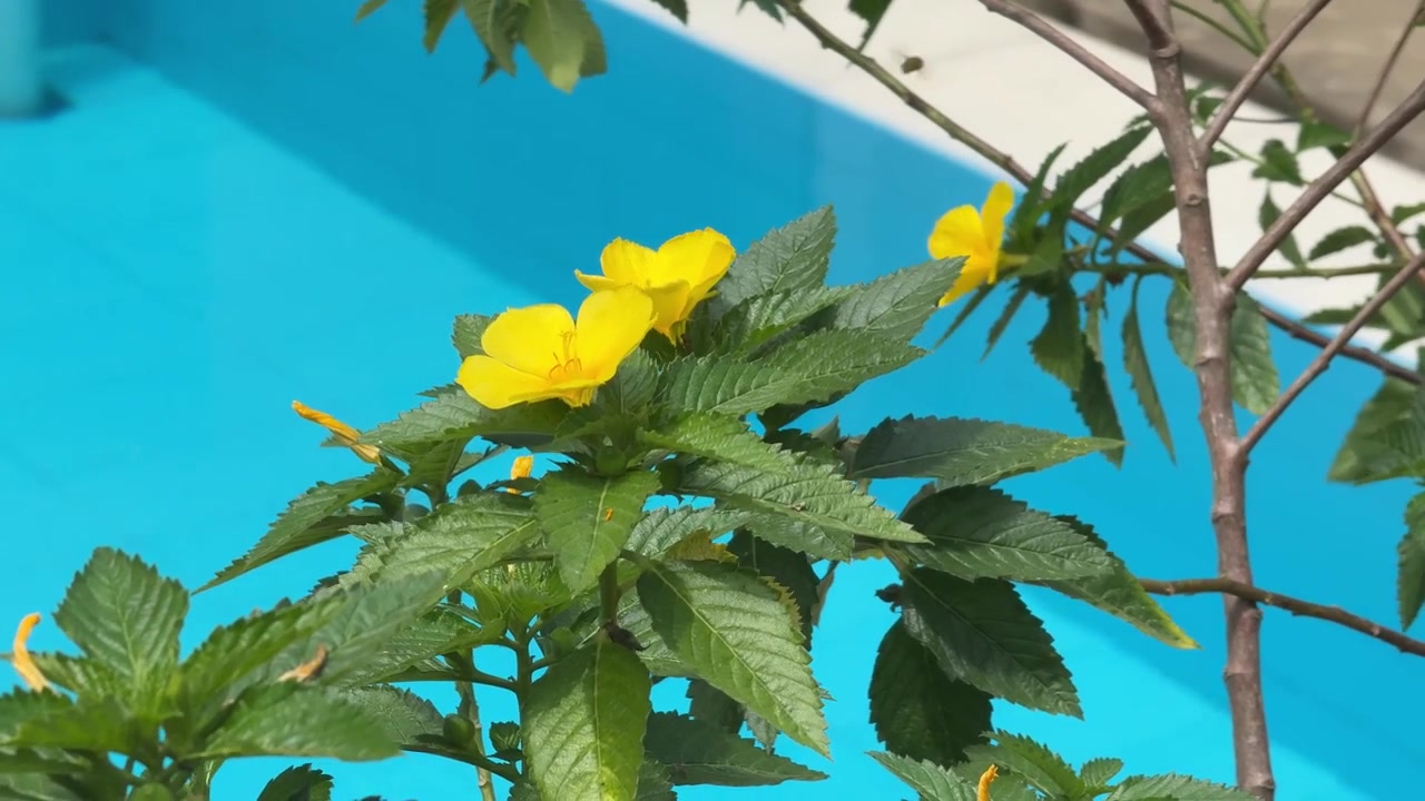 Fiori gialli in fiore vicino a una piscina blu brillante.