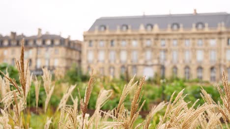 pampas grass swaying before a grand chateau