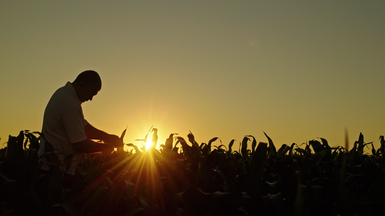Farmer inspecting corn plants at sunset