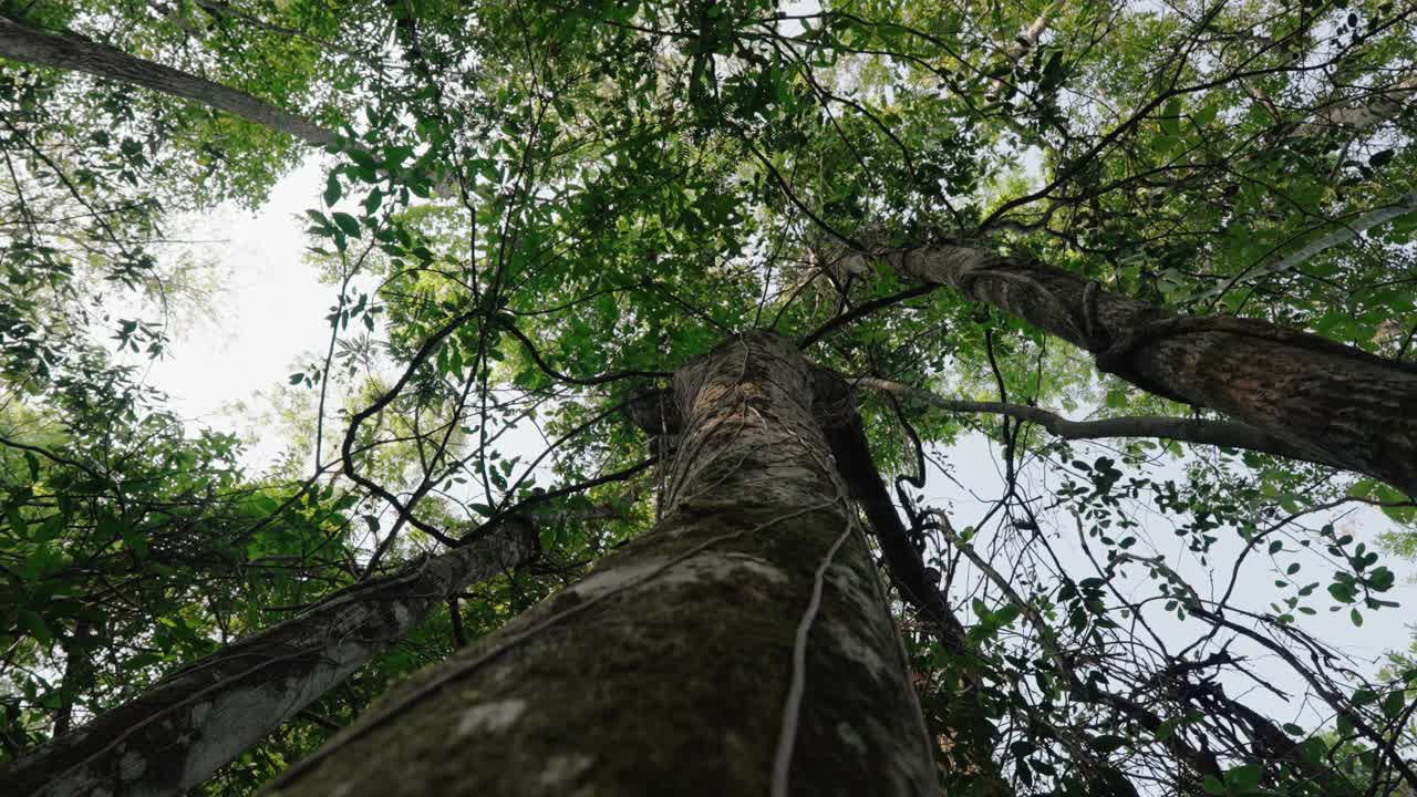 Looking up reveals towering jungle trees wrapped in vines and branches, reaching skyward through dense green canopy.