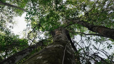 looking up reveals towering jungle trees wrapped in vines and branches, reaching skyward through dense green canopy.