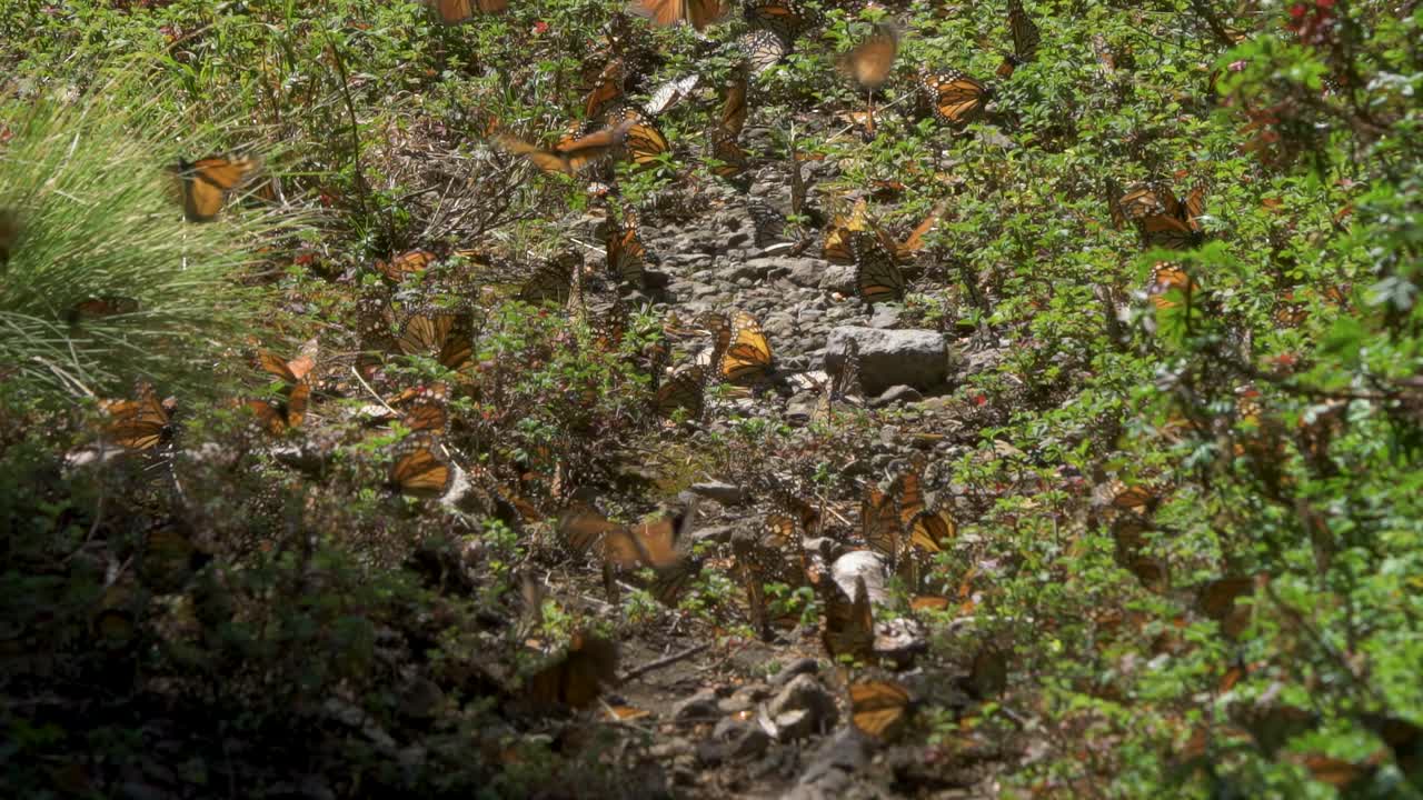 alas de la maravilla: migración de la mariposa monarca