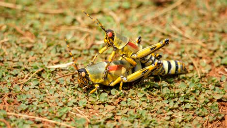 Apareamiento-De-Saltamontes-Elegantes-En-Suelo-De-Hierba,-Bloqueado-Primer-Plano