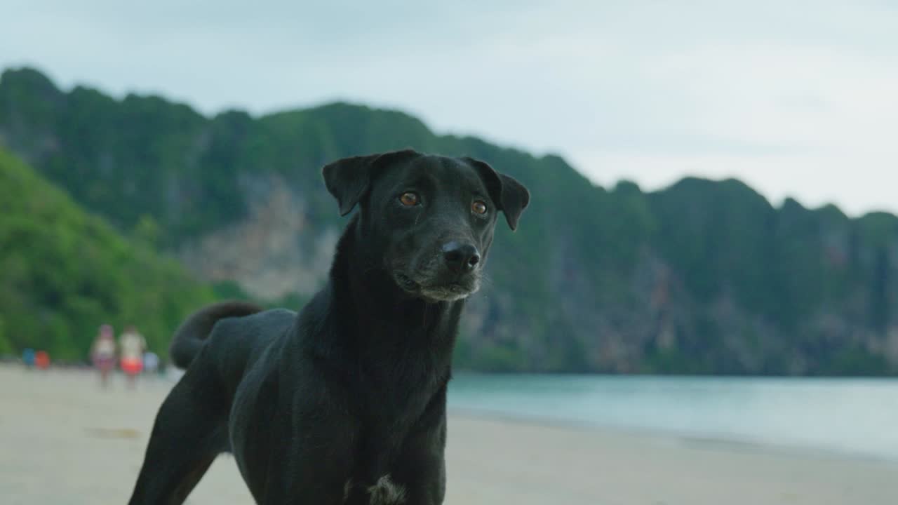 imágenes en cámara lenta de un perro en la playa de ao nang en krabi, tailandia