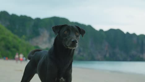 4k cinematic slow motion footage of a dog on the beach of ao nang in krabi, thailand