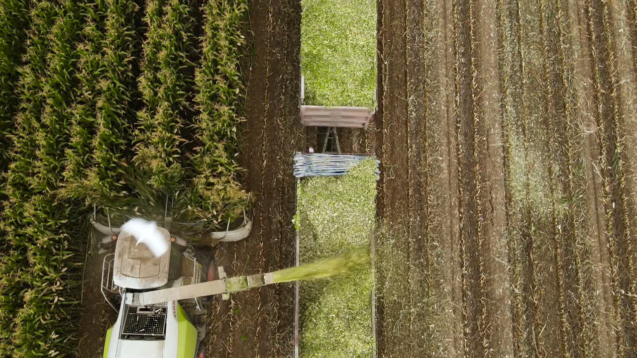 A top shot of maize being harvested, mulched, and blown into a truck trailer unit driving alongside.
The white cattle herons fly over the harvester and the truck.
Forage harvester CLAAS Jaguar.
