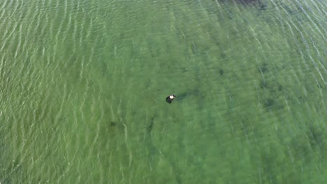 Toma-Aérea-De-Una-Foca-Común-Adulta-Nadando-Bajo-El-Agua