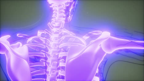 cuerpo humano transparente con huesos visibles
