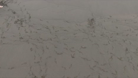 aerial, footmarks on beachfront black sand at volcanic island of tenerife, canary island. tracks scattered on coast leaving paths. many foot prints traces. camera moves forward where sand is flat.