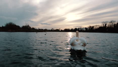 Low-Angle-Wide-Shot,-Als-Ein-Weißer-Schwan-Vom-Wasser-Abhebt-Und-Flügel-Schlägt,-Während-Er-Im-Sonnenuntergang-Davonfliegt