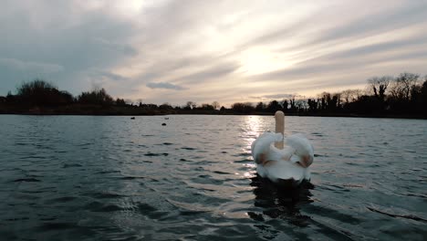 tiro amplio de ángulo bajo mientras un cisne blanco despega del agua, golpeando las alas mientras vuela al atardecer