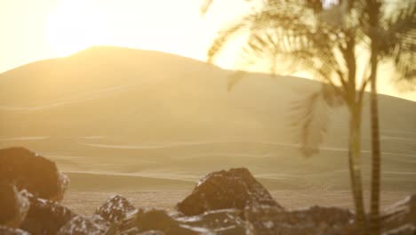 palms in desert at sunset