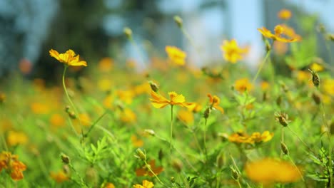 Gelbes-Kosmos-Blumenfeld-Im-Sommer---Nahaufnahme