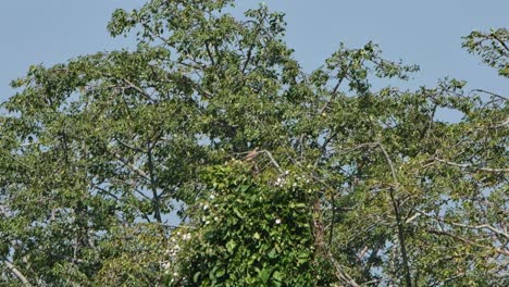 visto en la parte superior de una rama de estos árboles soplado por un fuerte viento luchando para equilibrarse, buzzard de alas rufos butastur liventer, tailandia