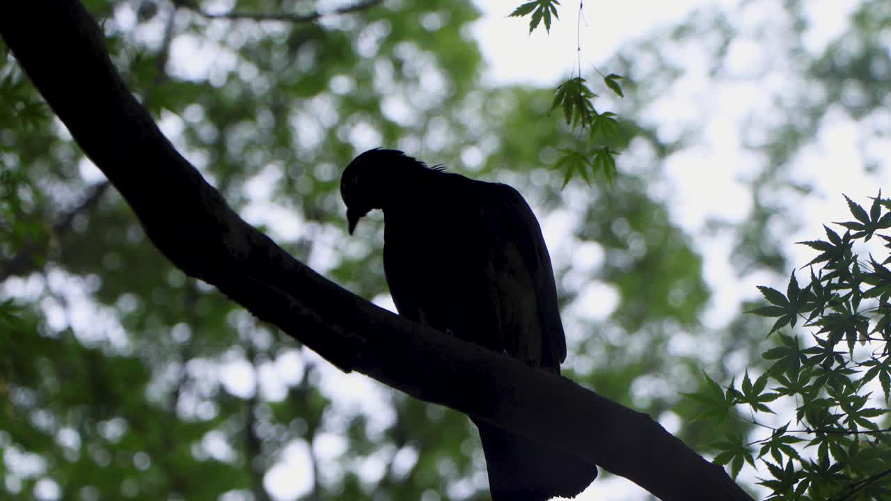 도쿄 최고의 전망