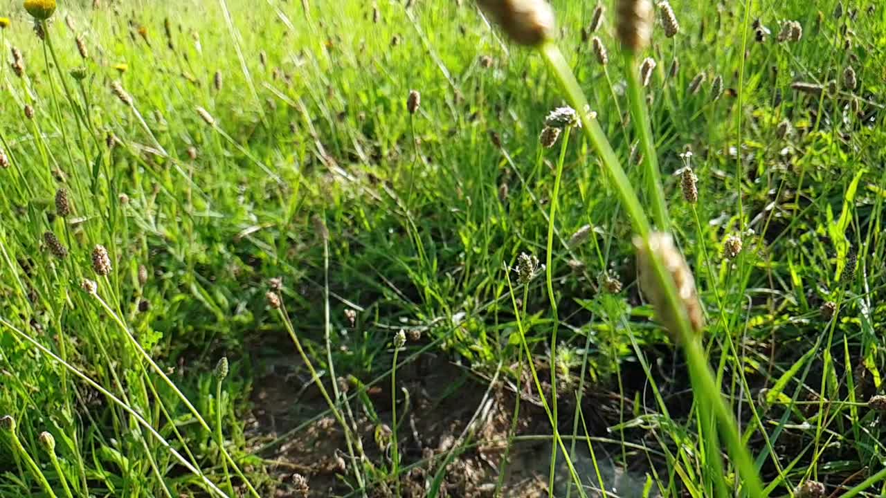 Flying through in slow motion tall emerald green wild weeds stems and tall grass near the ground.
