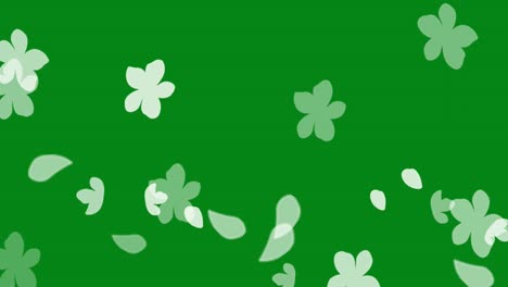 white flower petals motion graphics with green screen background