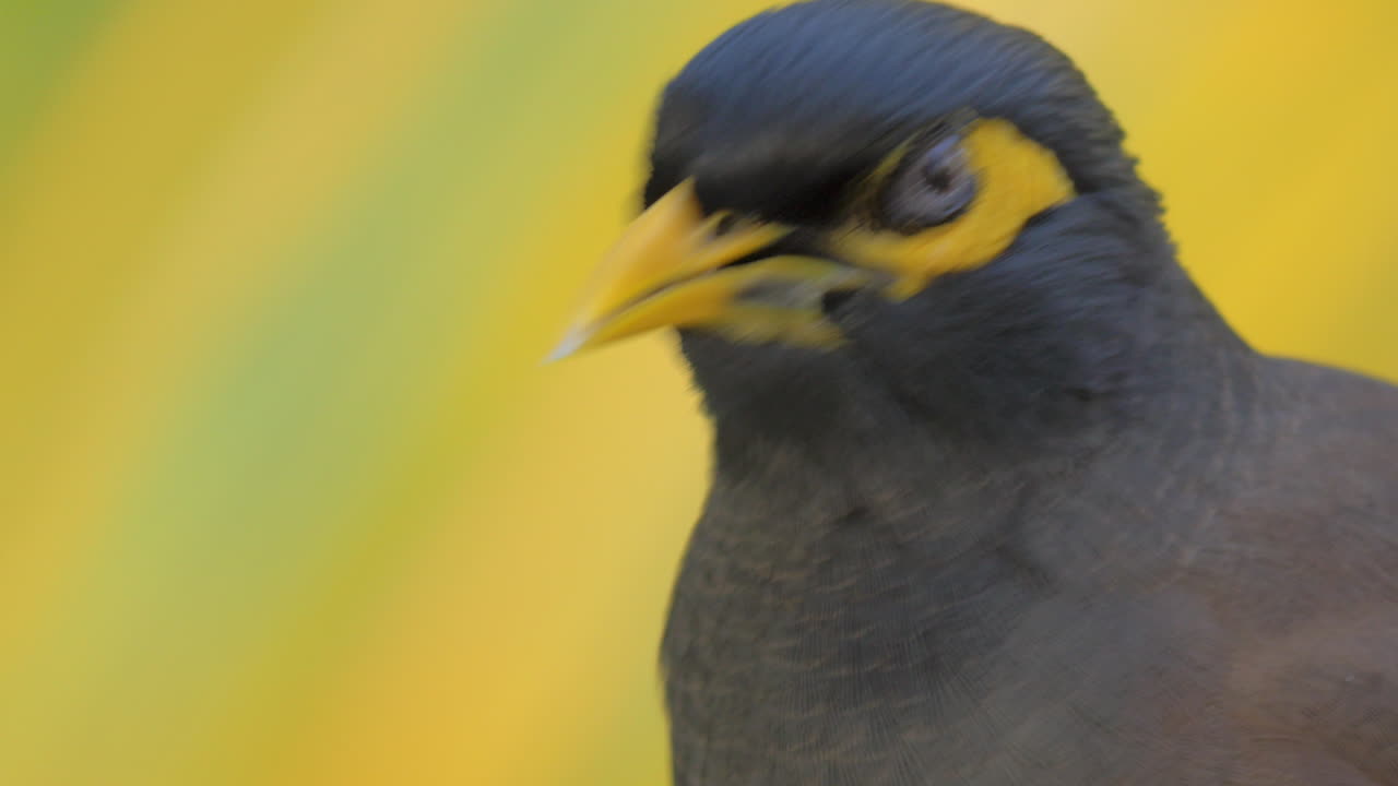 pájaro mynah negro y amarillo