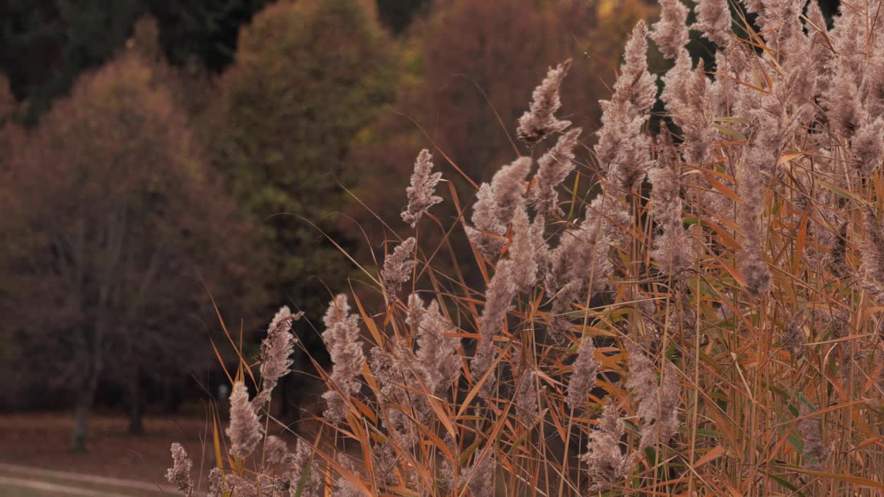 las cañas se balancean en el viento de otoño junto al lago, creando un paisaje sereno y pintoresco.